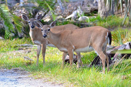 National Key Deer Refuge